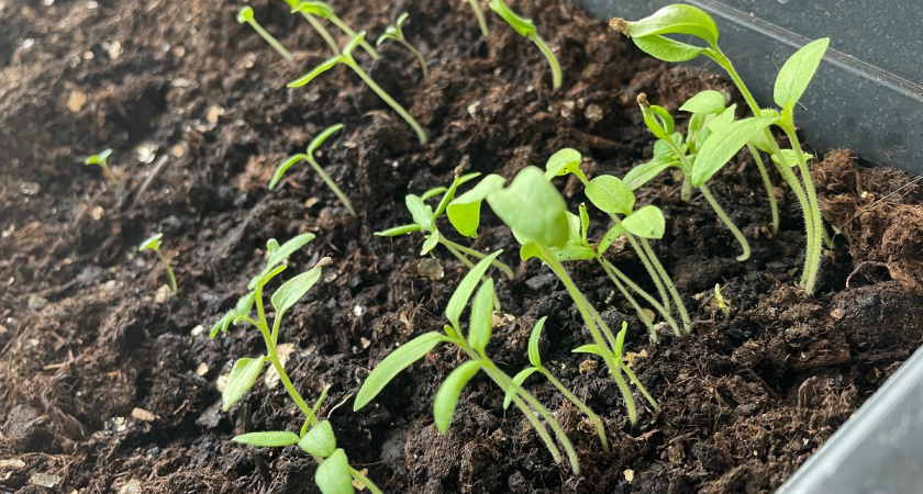    Огурцы на подоконнике: правила выращивания — без ламп и мудреных подкормок