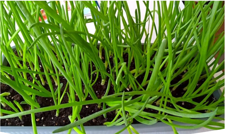 Выгонка лука на перо зимой: как вырастить витаминную зелень на подоконнике в декабре