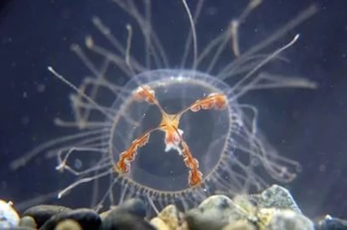    Океанолог Таврический: стать жертвой ядовитой медузы-убийцы можно и в РФ