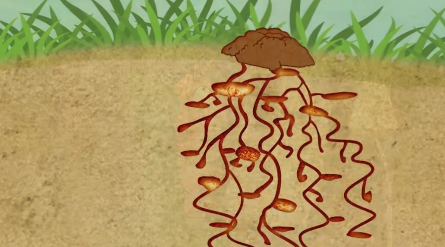 С виду за простой конструкцией прячется сложная структура.