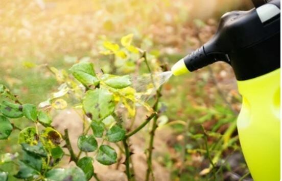 Био и химия: что выбрать для сада? Честное сравнение без фанатизма