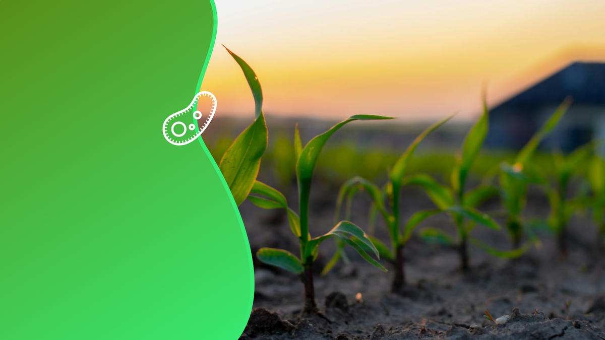 Ученые выявили культуры, которые лучше адаптируются к дефициту азота. Коллаж: медиацентр УрФУ.