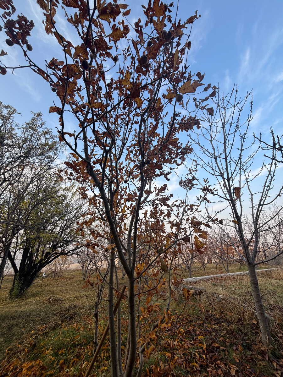 Дерево мушмула