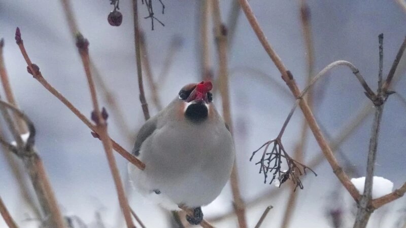     Перелетные птицы на Алтае Роман и Татьяна Воробьевы