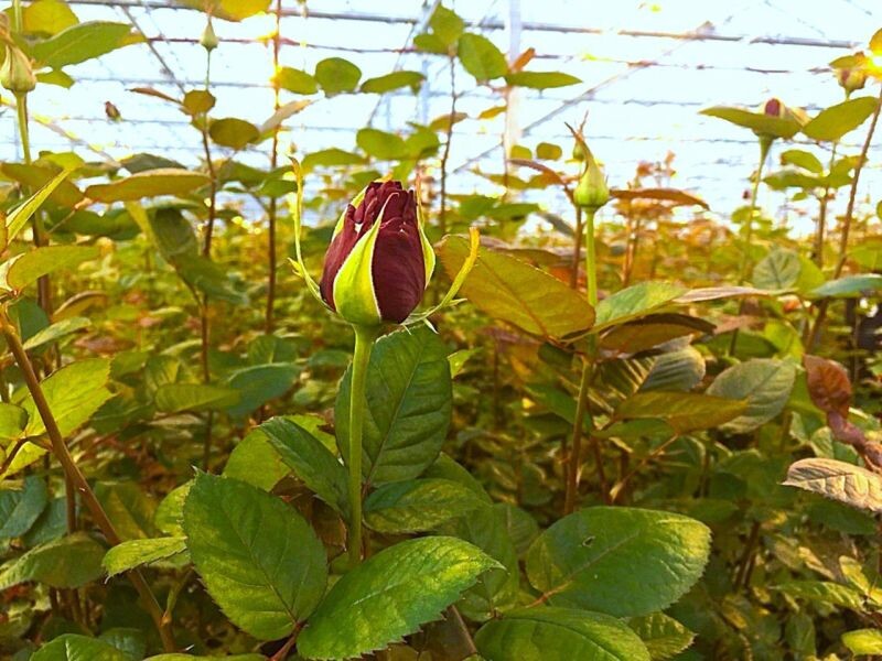    Фото сайта Минсельхоза России admin