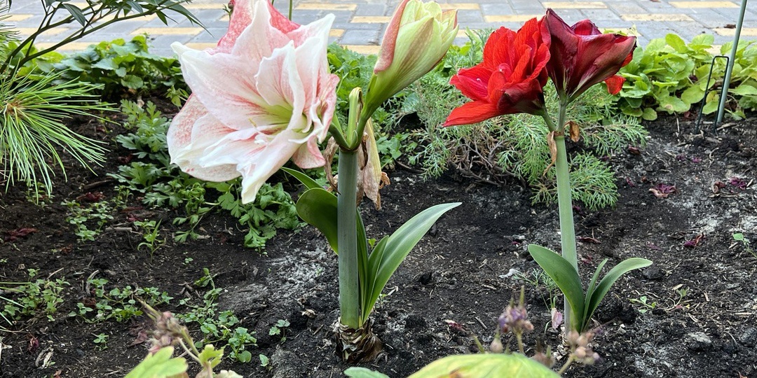 Амариллис/Гиппеаструм: правила ухода и как продлить цветение