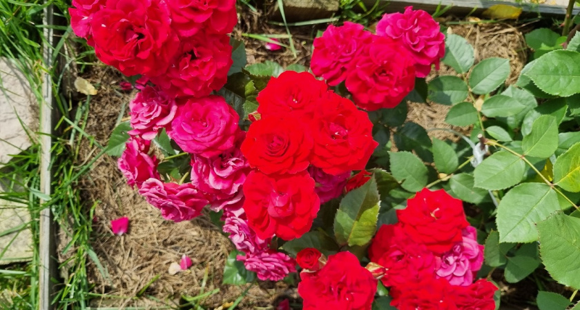    Надёжное укрытие роз на зиму: выдержат даже экстремальные морозы — метод применяют опытные агрономы