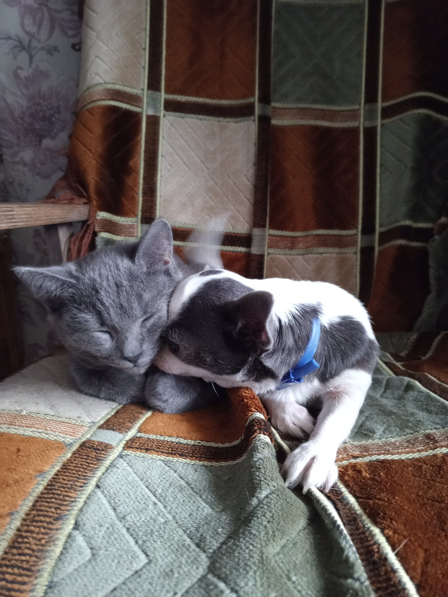 Кошка Мурка и собачка Буся живут у родителей, очень милые 😊