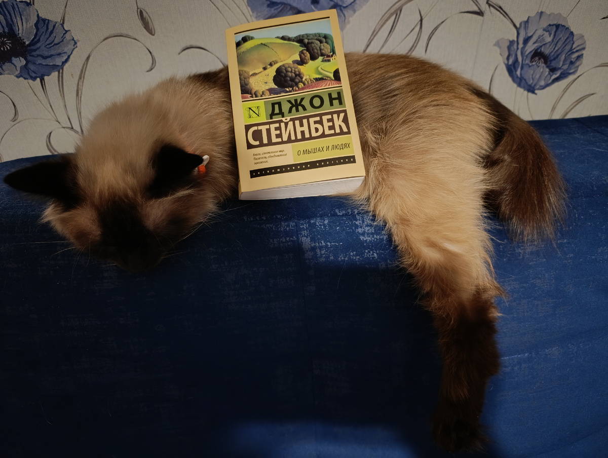 Сегодня читаемую книгу представляет Джессика, которой везёт на презентации книг классика американской литературы - ей посчастливилось в этом году "представлять" все его книги. 