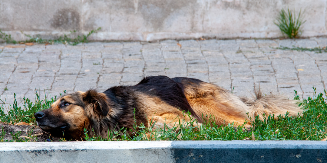 Собака бывает кусачей: как и почему бродячие псы нападают на людей на улицах городов России