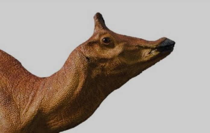 Augustynolophus morrisi