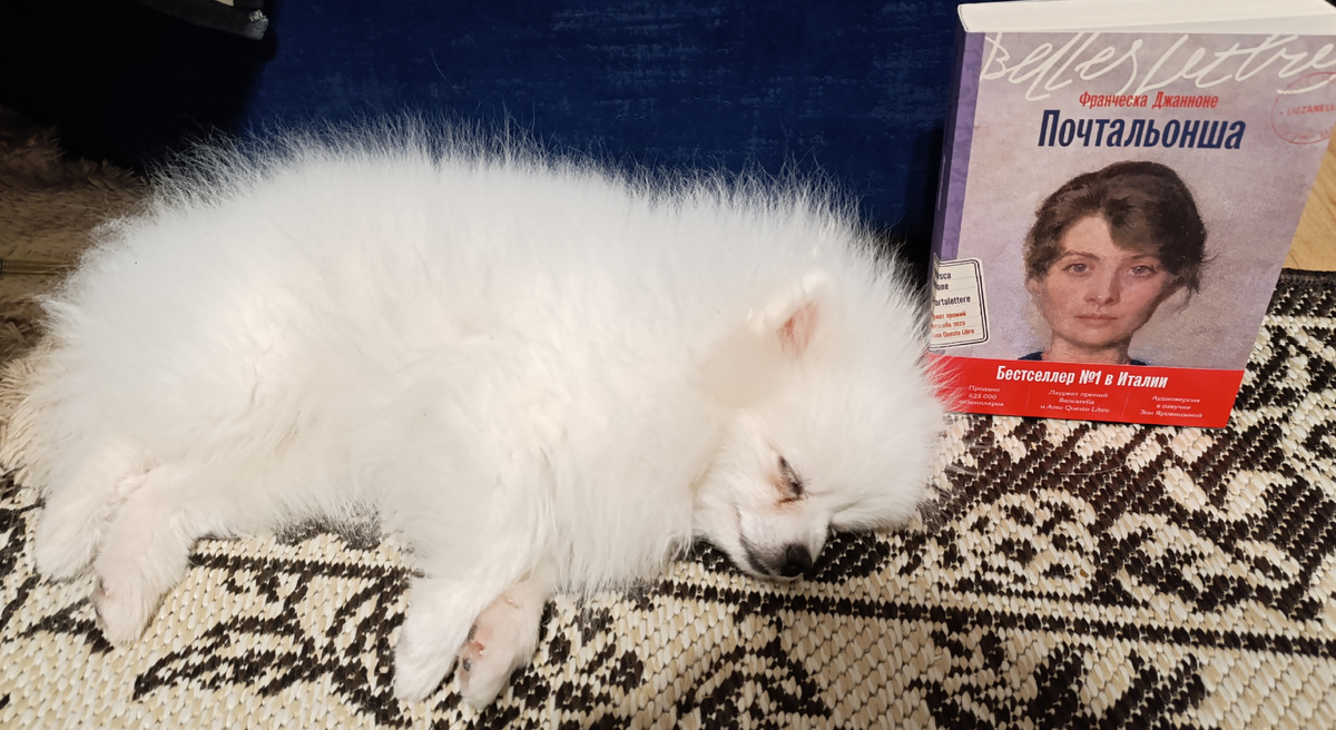 Книгу сегодня презентует мирно спящая Бэлла