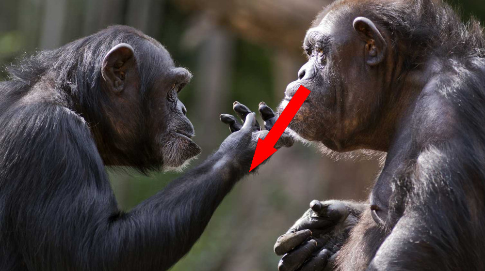    Обезьяны едят алкогольные фрукты и не пьянеют Как так получается