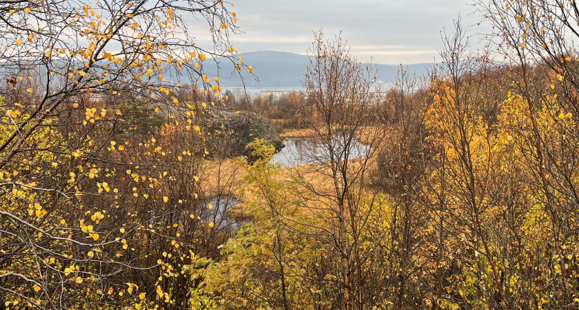    Заметное потепление, облачность и туманы: прогноз погоды в Воронежской области на 21 ноября