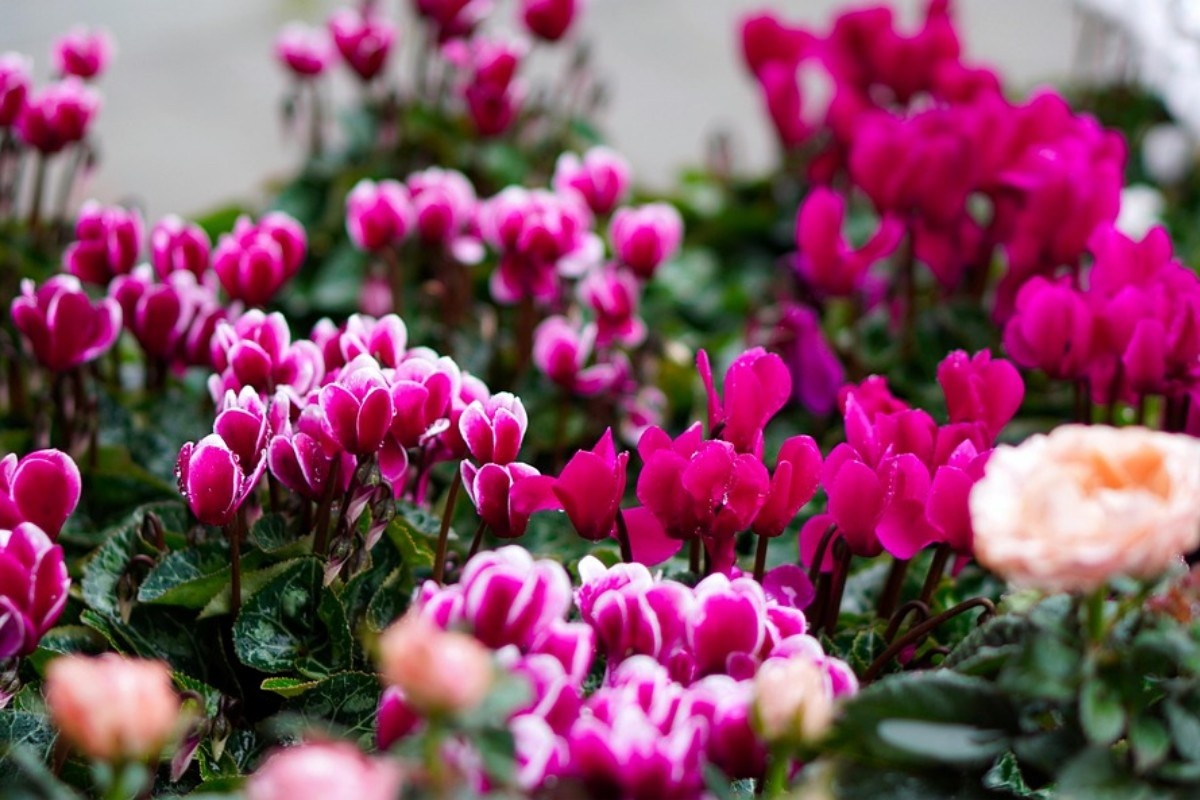    Фото: matthiasboeckel / Pixabay.com