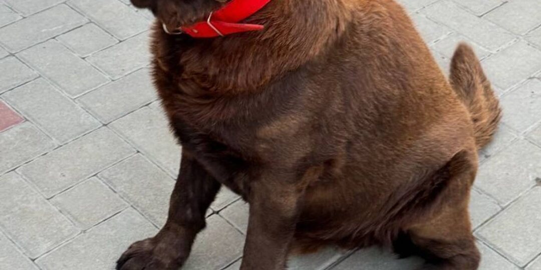 Пропала собака! Пожалуйста, максимальный репост