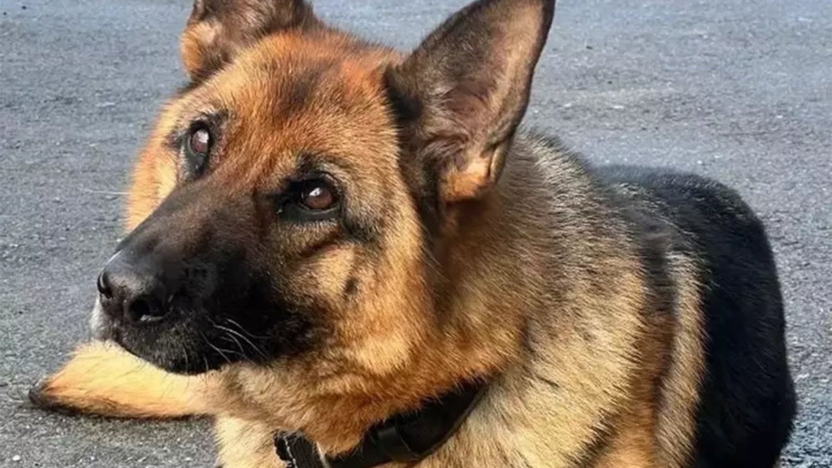 Тоже - портрет ветерана. 