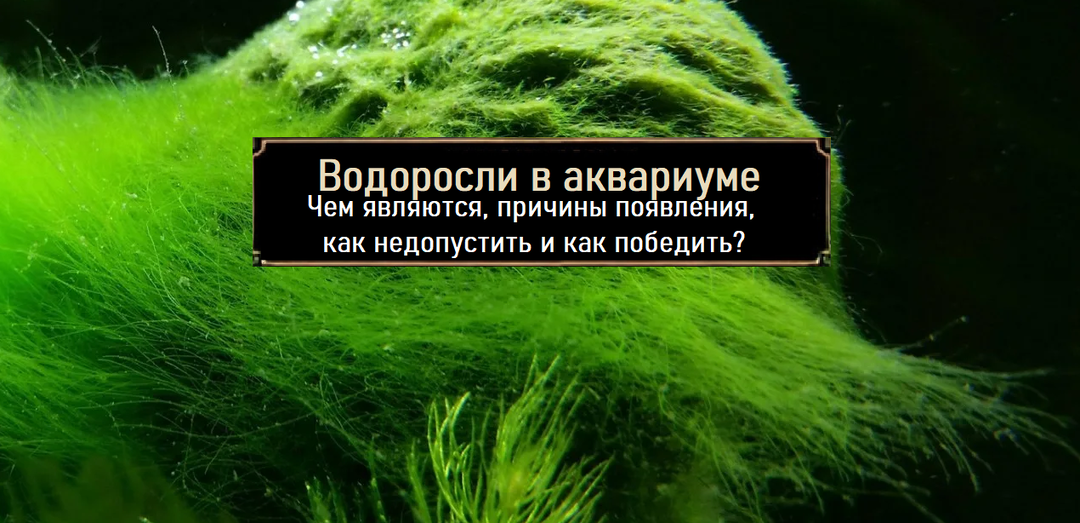 Водоросли в аквариуме, причины появления, как недопустить и как победить?