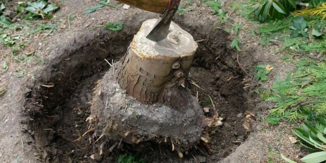 Могу «избавиться» от любого пня на даче за 7 минут (в умных книгах точно не напишут)