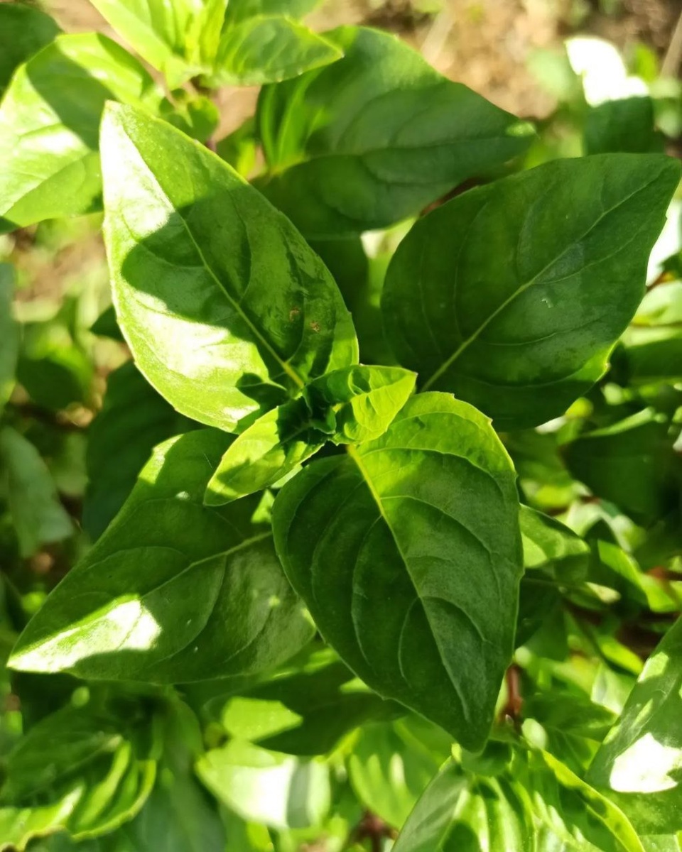 БАЗИЛИК КИПРСКИЙ (Ocimum basilicum var. cypricum)
