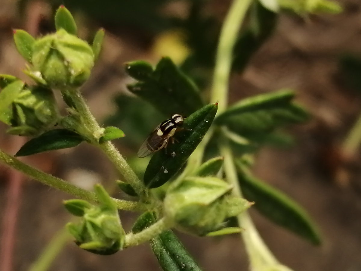 Какая-то малышка