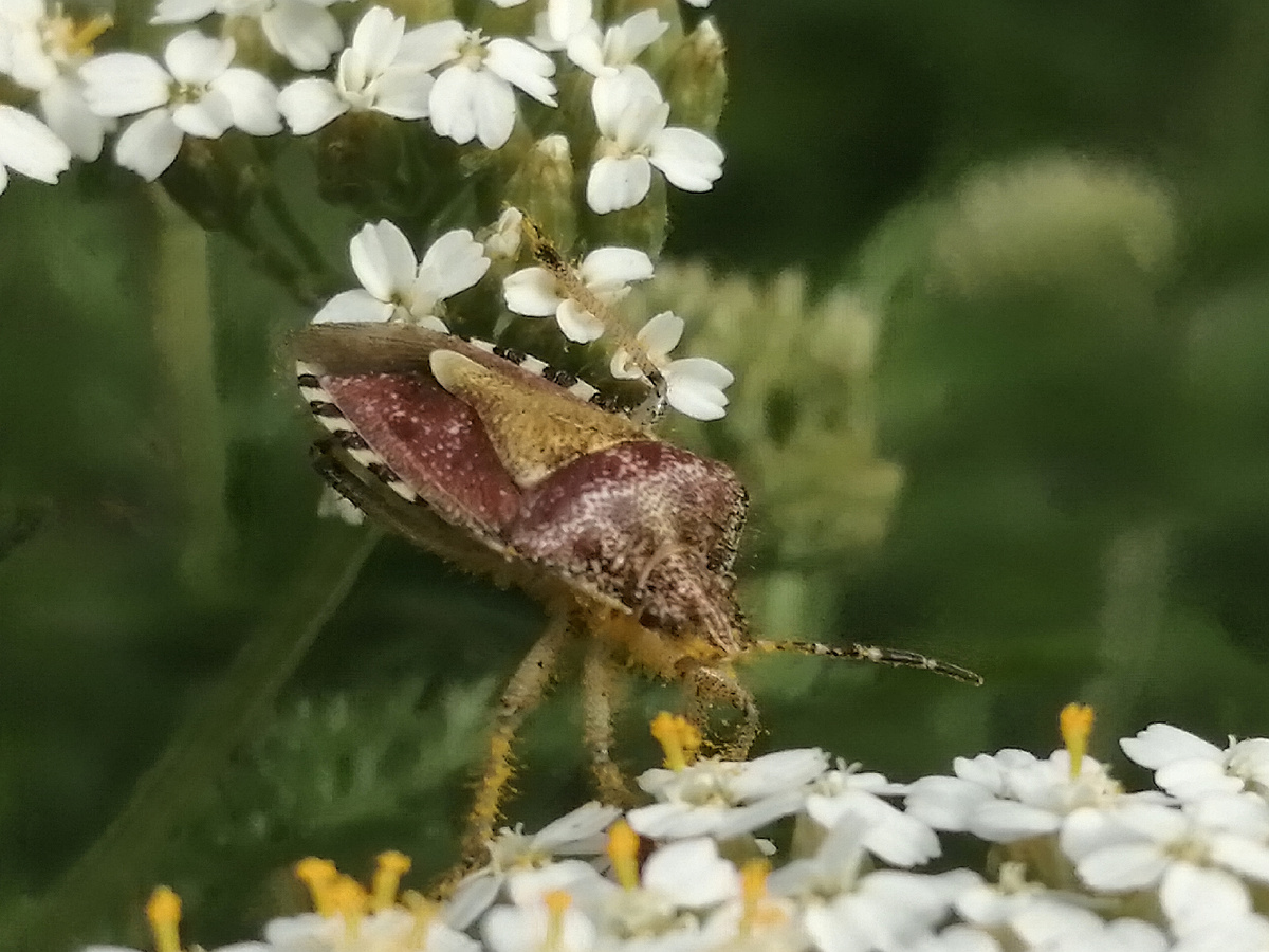Клоп объелся нектаром
