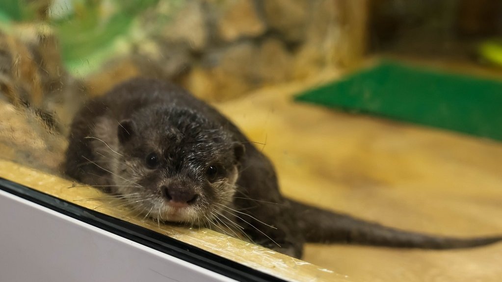    Фото: Екатеринбургский зоопарк