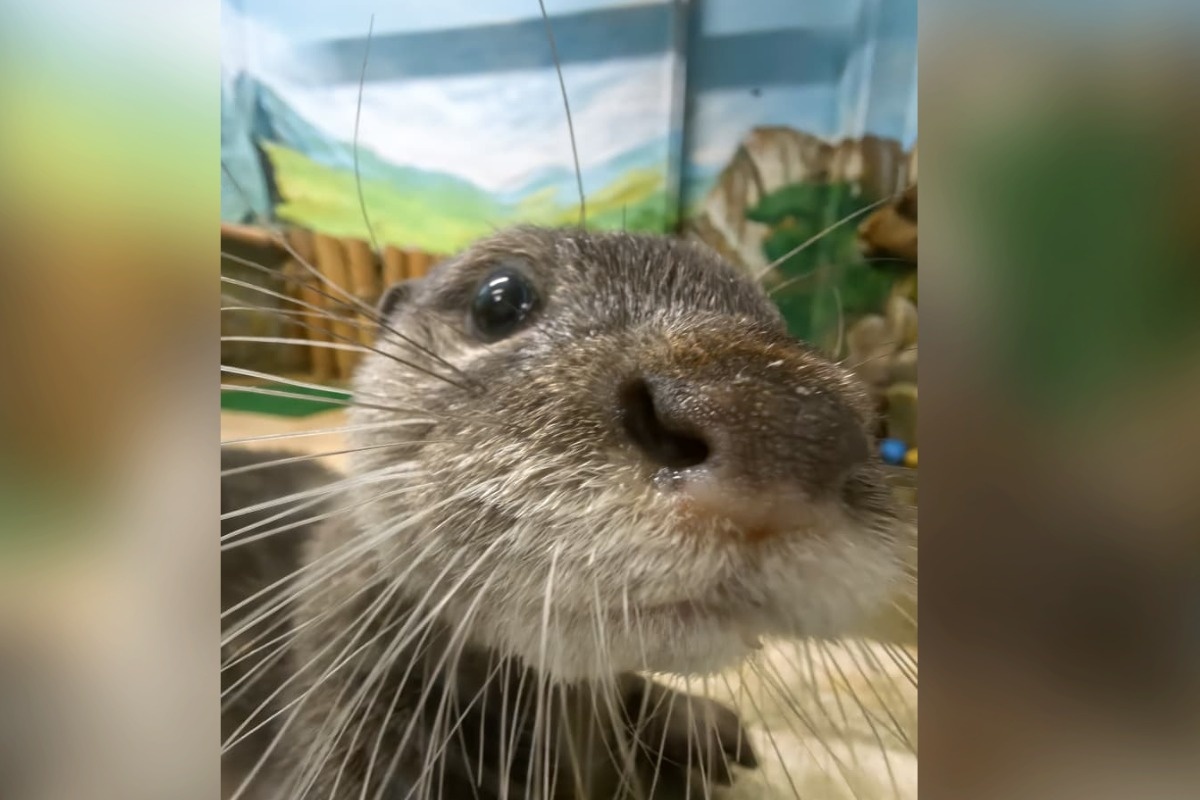    Фото: зоопарк Екатеринбурга