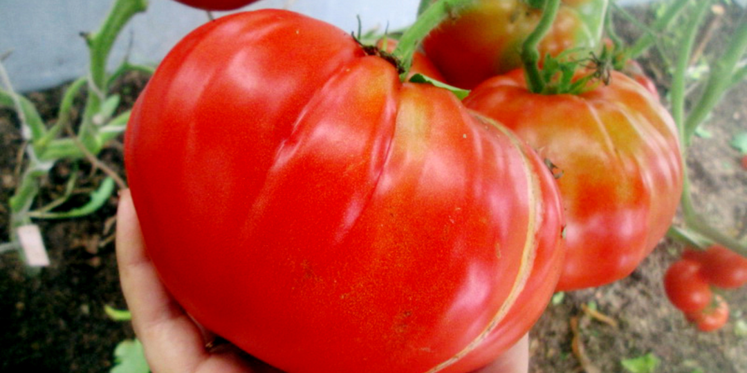 Максимум мякоти и минимум сока: нашёл 7 самых мясистых томатов. Бесподобный вкус и урожайность