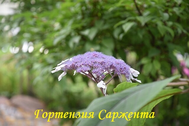 Фото: Лицензия - CC0. Гортензия Саржента.