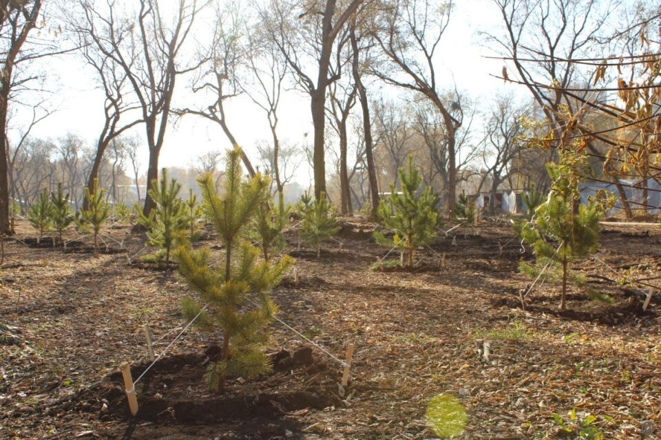    Реновация зеленых насаждений в парке имени Ленина. Источник: barnaul.org