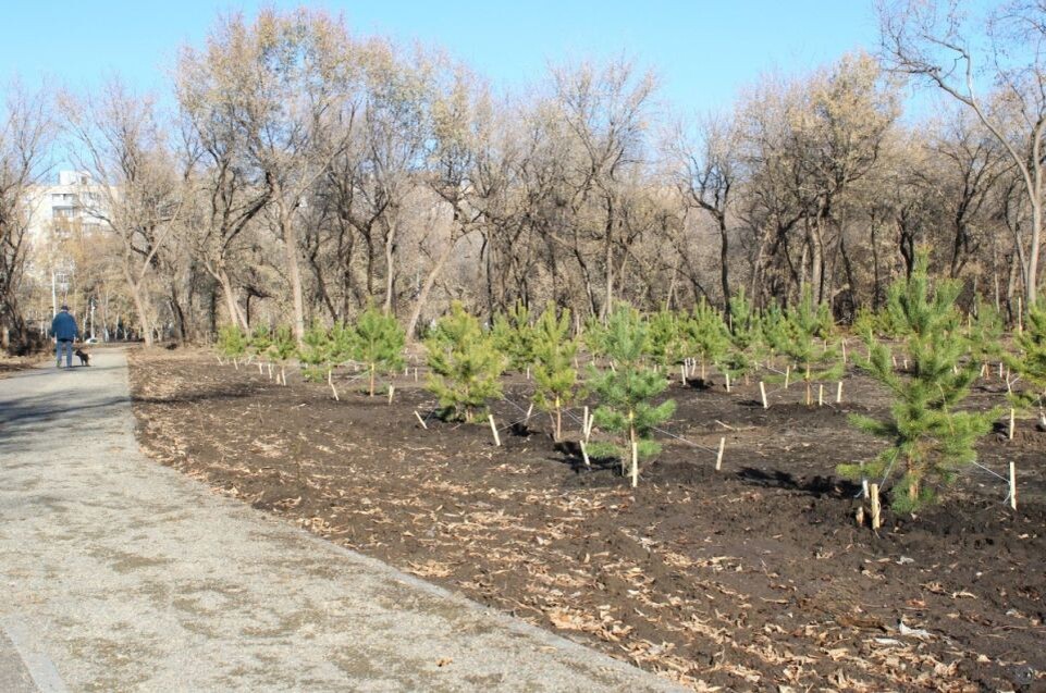   Реновация зеленых насаждений в парке имени Ленина. Источник: barnaul.org