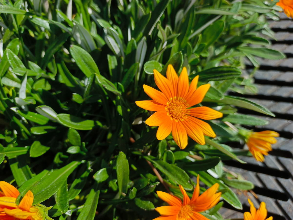 ФТ Сириус, Имеретинская набережная, ноябрь 2025 года