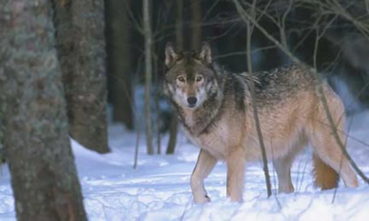 Это не мой гость , просто очень похож:)