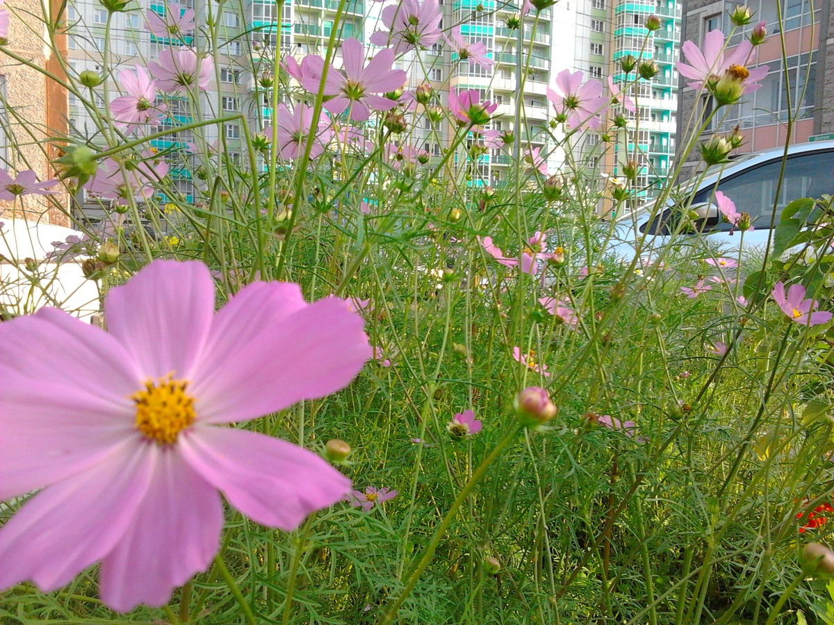 Цветочки нами посаженные