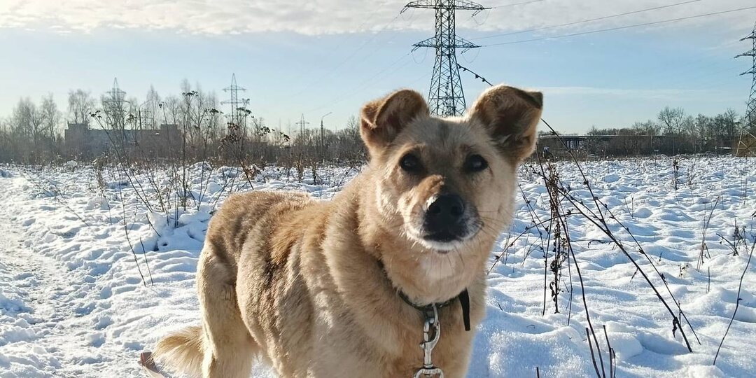 Сегодня хотим рассказать вам трогательную историю Мухи 💔