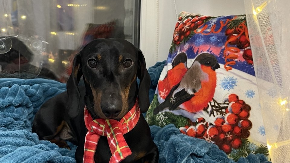 Симба отказывается гулять, пока его друзья резвятся в снегу - а на чьей стороне ваш питомец?