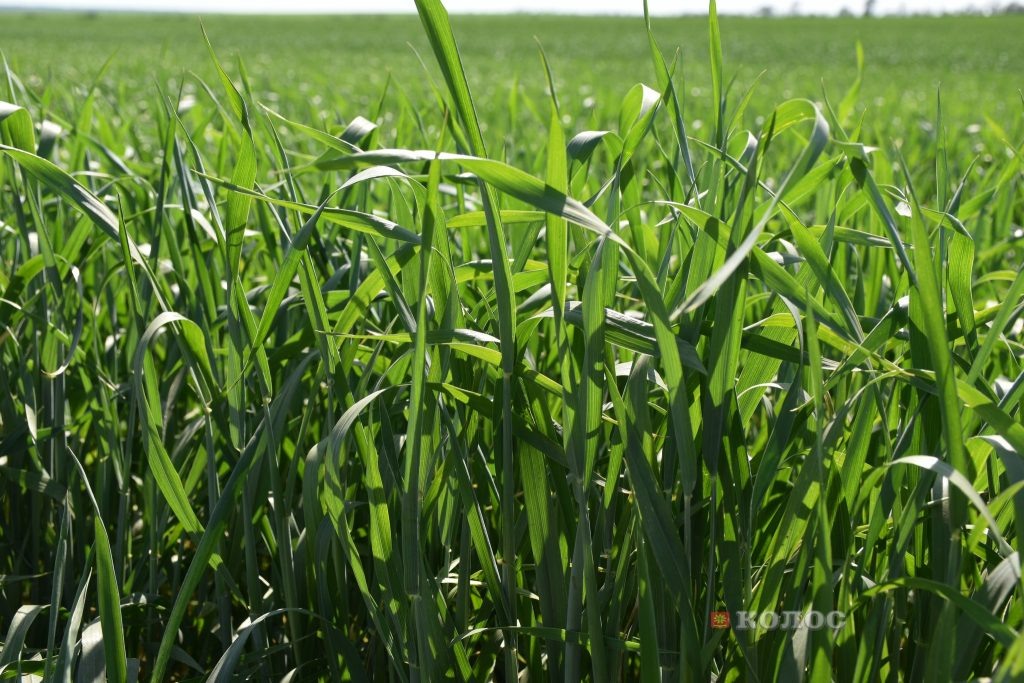    фото Светланы Кишинько Газета Колос