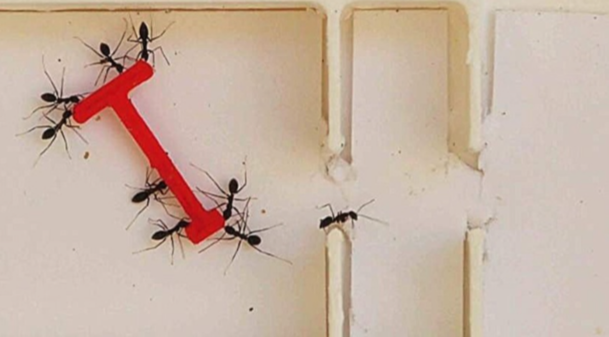 Они быстро сообразили