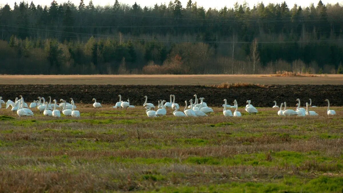    Фото: телеграм-канала «Каждой твари по паре» биолога Павла Глазкова.