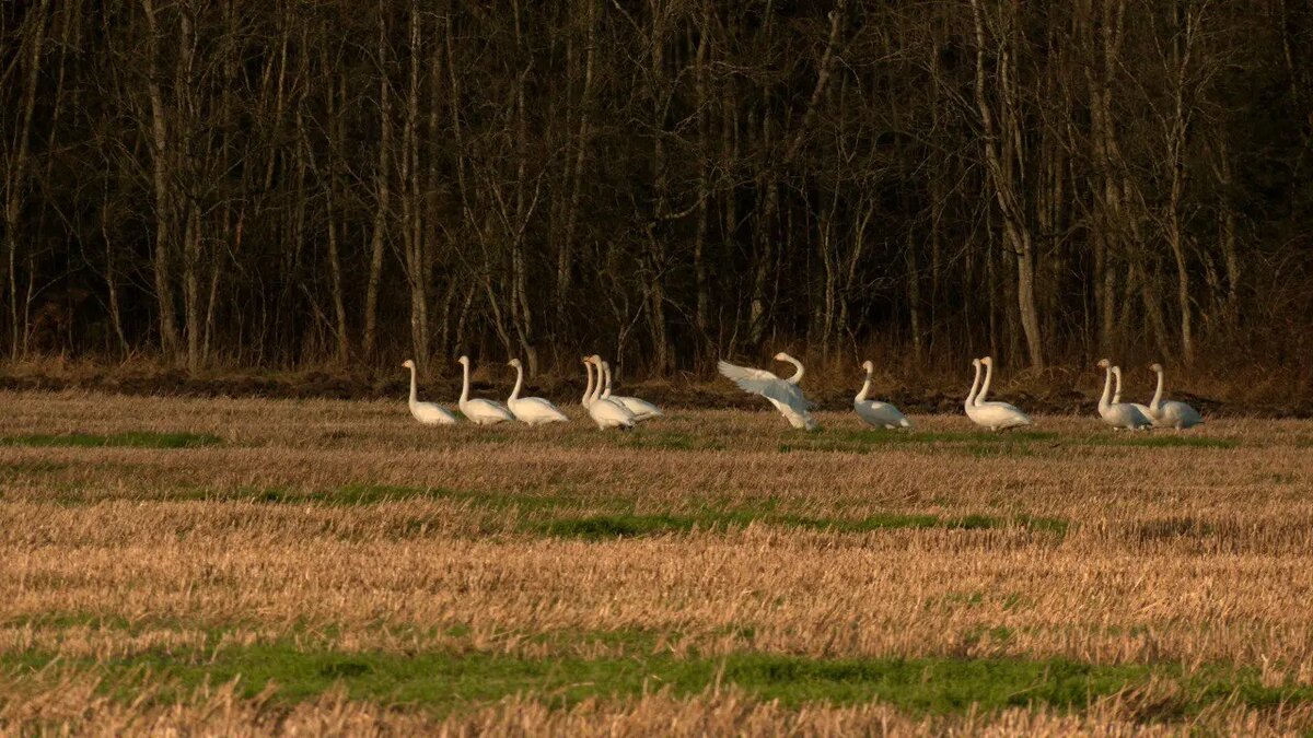    Фото: телеграм-канала «Каждой твари по паре» биолога Павла Глазкова.