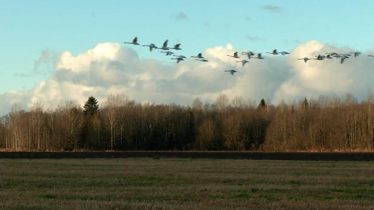    Фото: телеграм-канала «Каждой твари по паре» биолога Павла Глазкова.