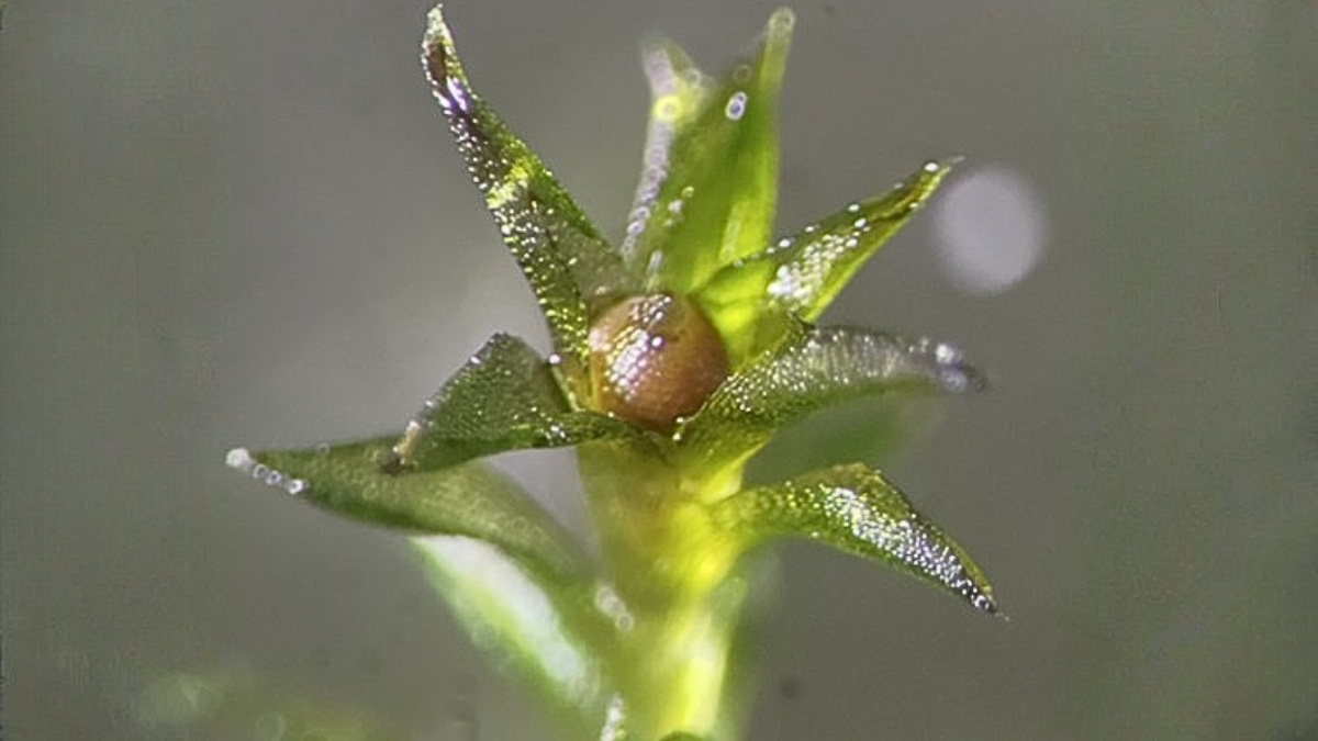 Коричневые споросодержащие капсулы (в центре) были полностью открыты. (Томомити Фудзита)