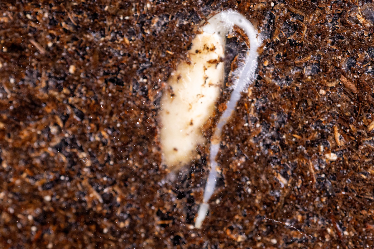 В первом этапе проращиваю огурцы