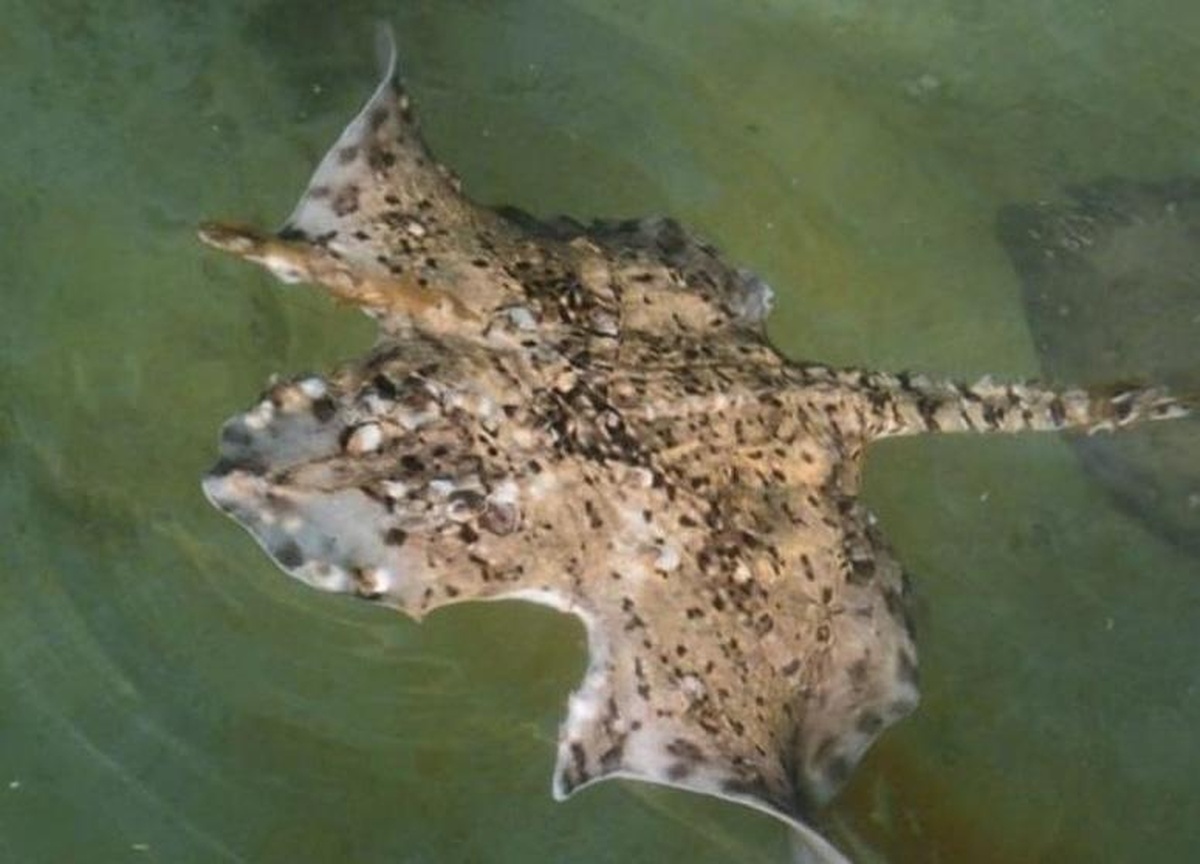    Фото vk.com/karadagzapovednik