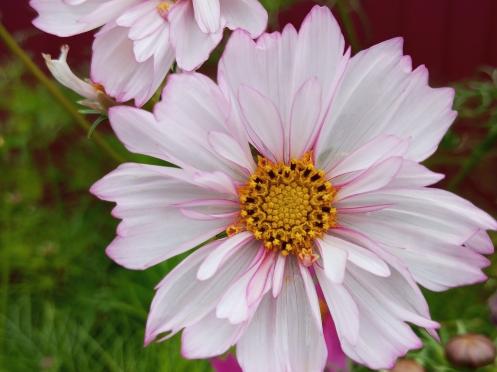  Космея розовая. Фото Ольги Луговой
