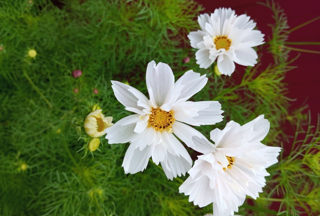  Космея с белыми цветами. Фото Ольги Луговой