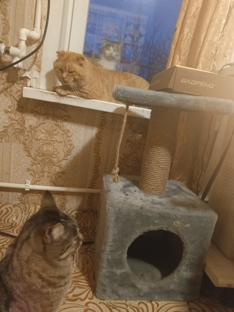 Моё кото семейство