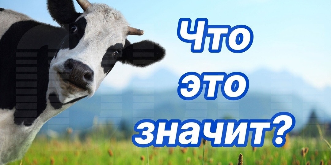 «Иди коровам хвосты крути»: значения фраз, которые мы используем, не понимая сути
