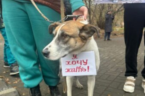 Новосибирцы намерены протестовать против эвтаназии бездомных животных